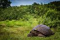 064 Santa Cruz, galapagosreuzenschildpad